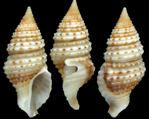 Ambitious effort to document marine life reveals 866 new species and counting