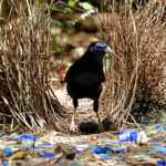 Can animals make art?