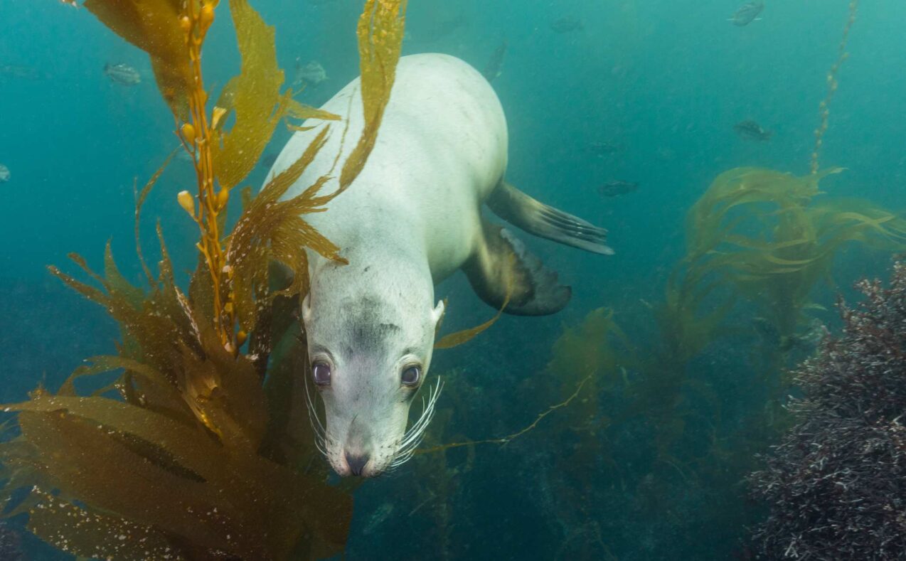 Why are so many sea lions becoming ill along Malibu waters?