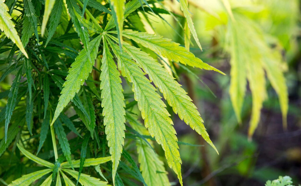 Contamination fears drive push to remake state cannabis agency