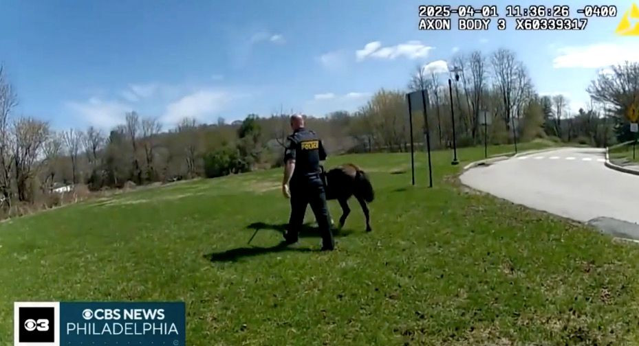 Pennsylvania police officer rescues horse that escaped Horse Angels Rescue farm