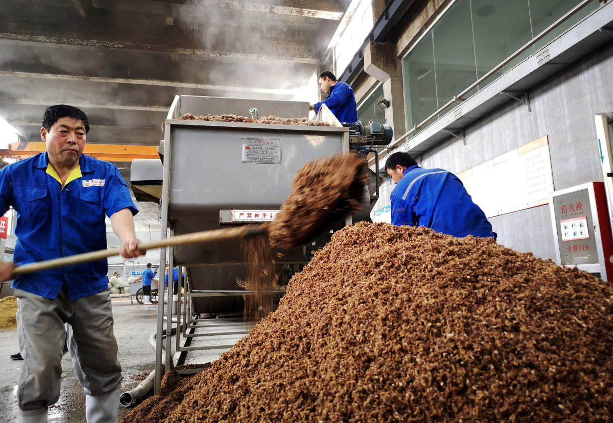 FILE PHOTO: Workers shovel sorghum into a processing machine to make Chinese spirit baijiu at a brewery in Binzhou, Shandong