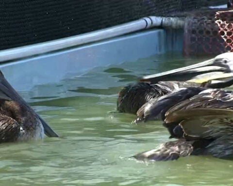 Starving brown pelicans turning up in strange places