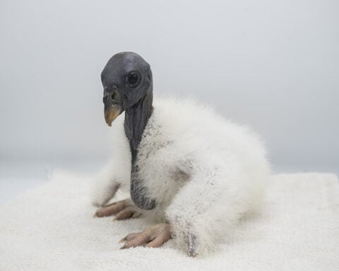Why a New York zoo is feeding a baby vulture with a hand puppet