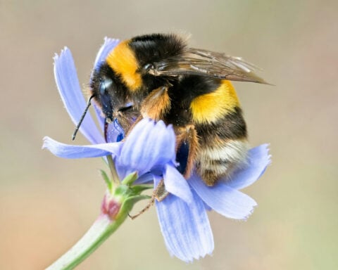 Bees, fish and plants show how climate change’s accelerating pace is disrupting nature in 2 key ways