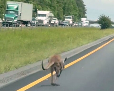 : AL: RUNAWAY KANGAROO SHUTS DOWN HIGHWAY