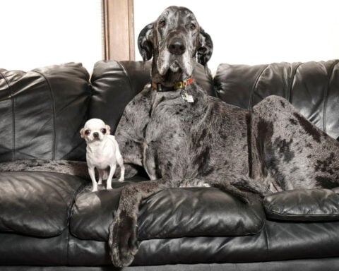 See the world's tallest and smallest dogs together