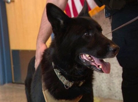 K9 finds missing child with autism clinging to tree at small pond in Massachusetts
