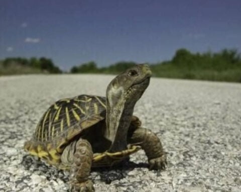 Missouri Department of Conservation urges drivers to give turtles a brake