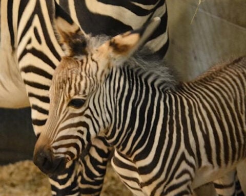 Meet Racine Zoo's newest member -- a Hartmann's Mountain zebra