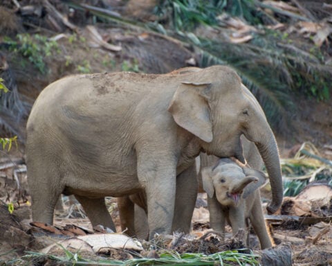 The world’s smallest elephants are facing extinction. One woman has a plan to save them