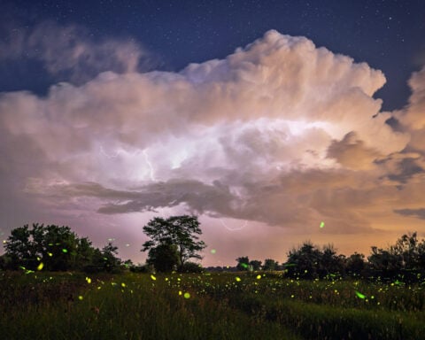 Fleeting fireflies illuminate Colorado summer nights − and researchers are watching