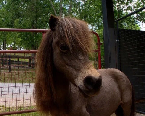 Deplorable conditions found at family farm leads to animal cruelty charges