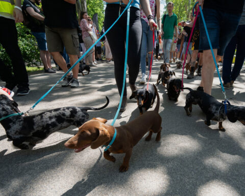 Wiener wonderland: Hundreds of dachshunds chase record in Hungary