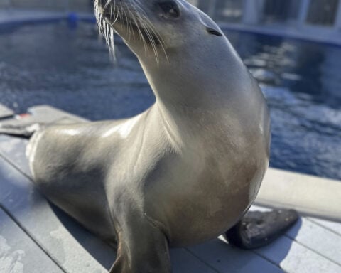Scientists once thought only humans could bob to music. Ronan the sea lion helped prove them wrong