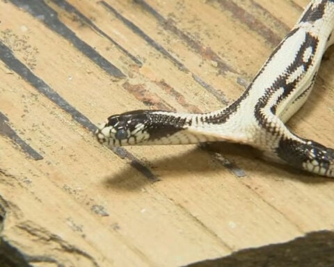 Rare two-headed snake born at Berkeley pet store beating the odds: Meet Angel and Zeke