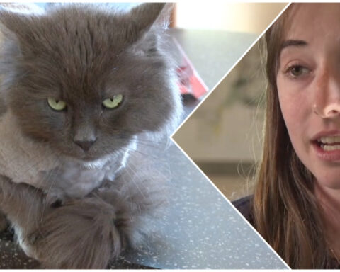 Cat reunited with owner after 3 years, found 10 miles from home