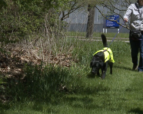 How dogs are helping Cleveland Metroparks kill invasive spotted lanternflies