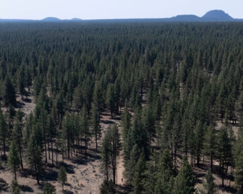 US Forest Service starts clearing homeless camp in Oregon national forest