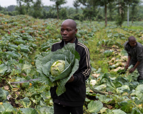 Returning Congo farmers struggle to revive rebel-held fields