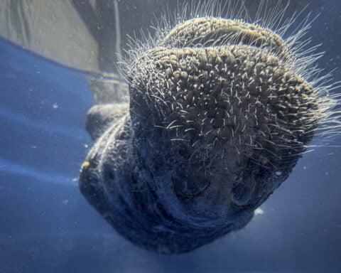 Hope floats in the Amazon as Bacuri, a young manatee, fights for survival