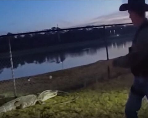 Deputy lassos angry gator spotted at high school