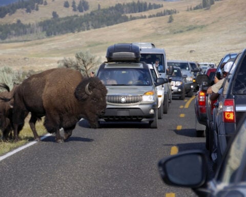 International tourists killed in vehicle crash were among millions drawn to the Yellowstone area