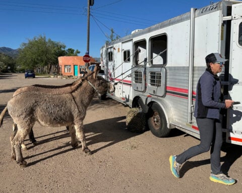Burro racing wins over runners in backcountry ode to mining history