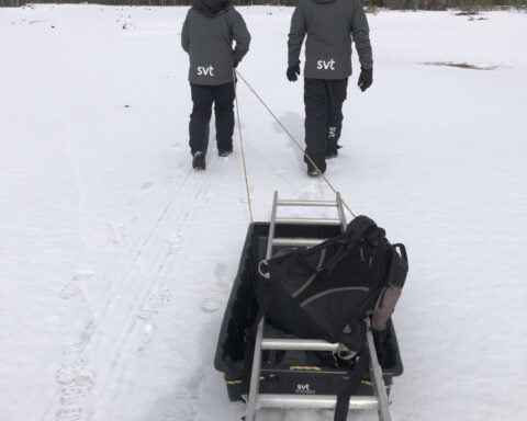 Livestream of moose migrating to summer pastures that had millions hooked ends