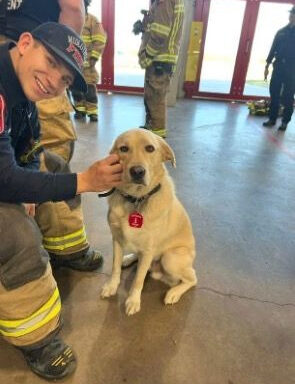 Texas fire department offering $1,000 reward to help find missing firehouse dog