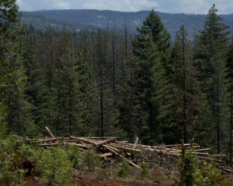 Democratic senators press Trump administration on how it will protect endangered species