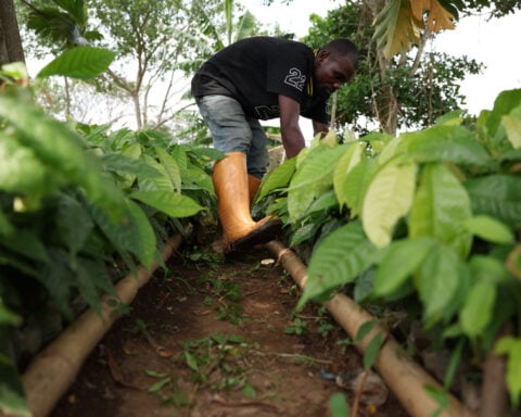 'Cocoa boys' flock to Nigerian farmlands, drawn by high prices