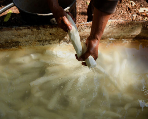 Ancient Cuban flatbread makes comeback as economic crisis bites