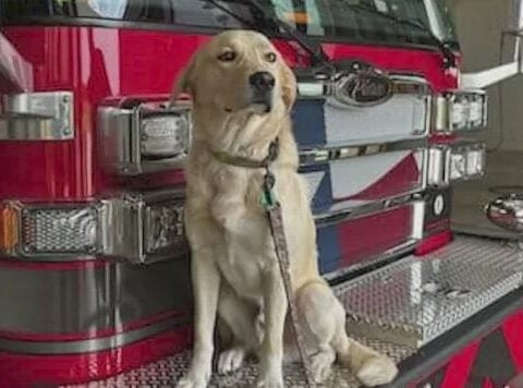 Beloved firehouse dog "Riggs" dies after being struck by vehicle, North Texas fire department says
