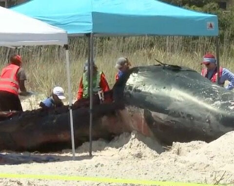 Crews bury euthanized whale underneath Hilton Head Island beach