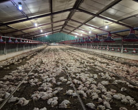 Thousands of chickens euthanized in South Africa after they were left starving and eating each other