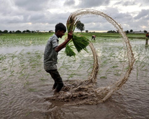 Global rice prices have hit a floor, but India's supply glut will smother any gains