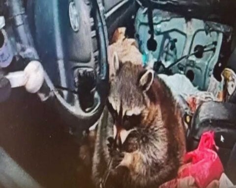 : OH: RACCOON CAUGHT IN CAR HOLDING METH PIPE