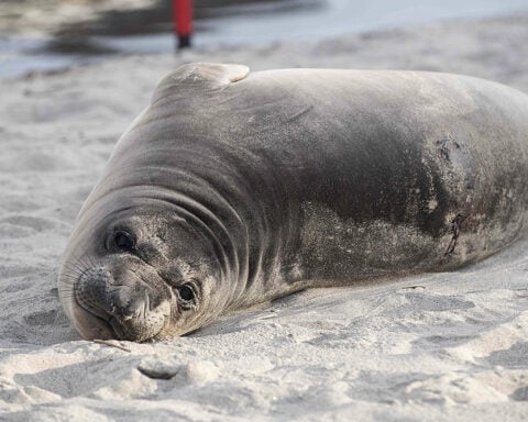 Baby seal stabbed on Oregon coast prompts search for suspect