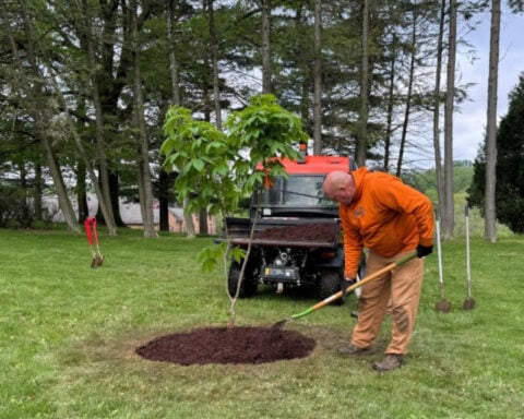 Anne Frank tree planted at Seton Hill University, "A beautiful symbol of growth and renewal."