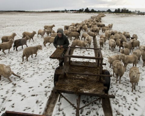 Yes, New Zealand still has more sheep than people. But humans are catching up