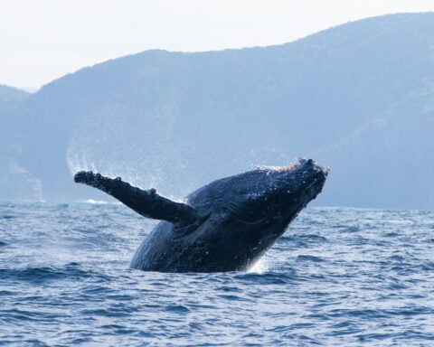 On his 99th birthday, David Attenborough’s ‘Ocean’ highlights ‘the most important place on Earth’