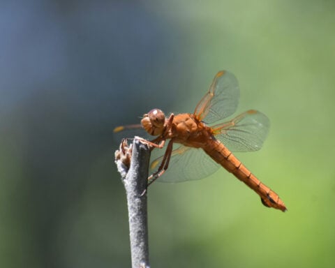 Humans are killing helpful insects in hundreds of ways − simple steps can reduce the harm