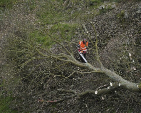 Deliberations begin in UK trial of men accused of felling Sycamore Gap tree