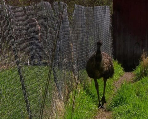 See why this couple now raises emus on a farm