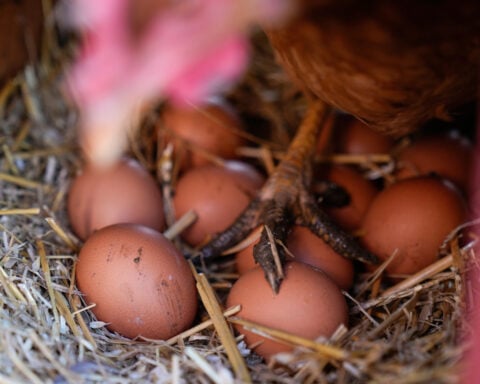 Eggs are less likely to crack when dropped on their side, according to science