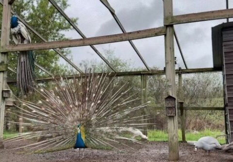 Escaped peacock 'Bob' becomes local celebrity in Michigan after leaving farm