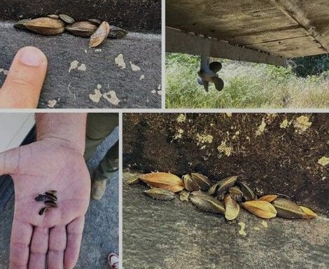 Invasive golden mussels found attached to boat during Folsom Lake inspection