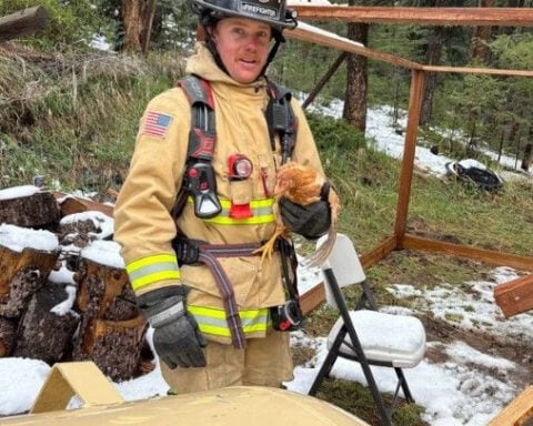 Chickens rescued in Colorado after propane tank destroys chicken coop