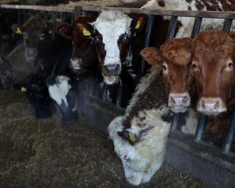 Britain's farmers welcome no weakening of import standards in US-UK deal